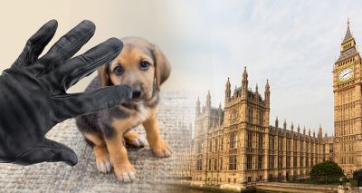 MPs to debate pet theft petitions